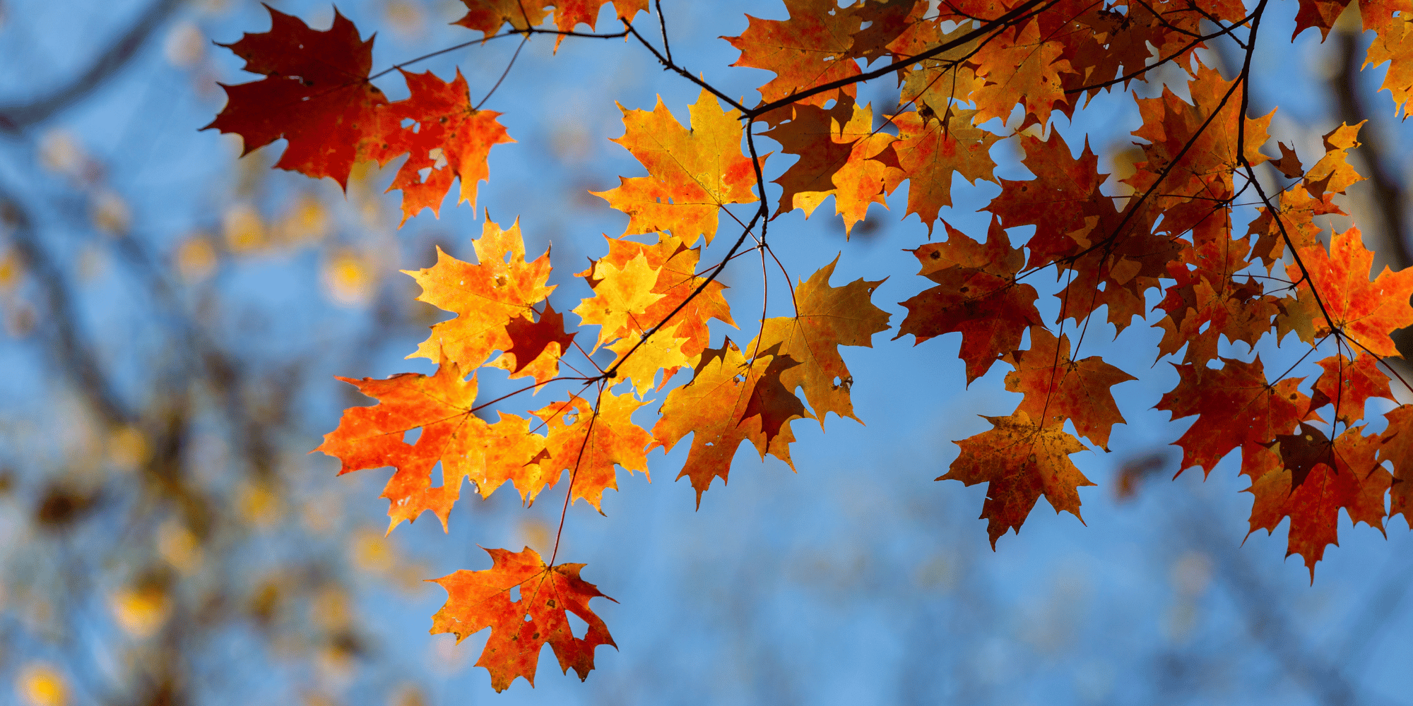 Best Michigan fall festivals 2025